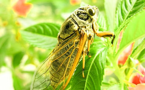 实用的知了作文300字三篇