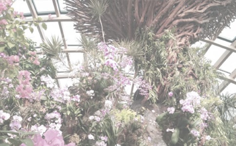 ��ֲ��԰600������