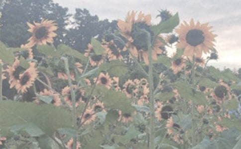 春游植物园作文【推荐】