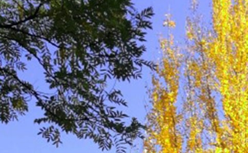 ������ܰ���ʺ���