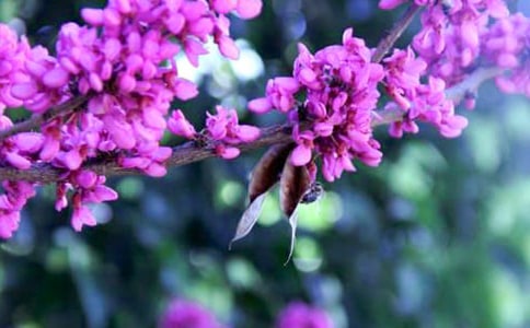 种养紫荆花650字