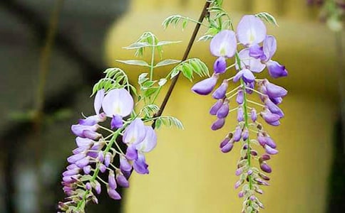 紫藤花450字作文(精选16篇)