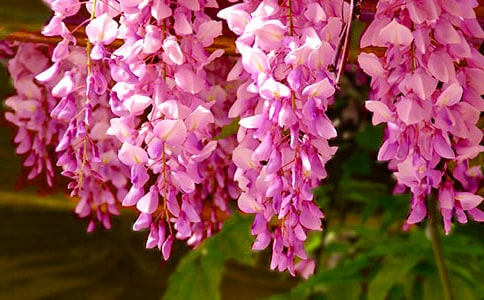 ���������ٻ�Сѧ����200��