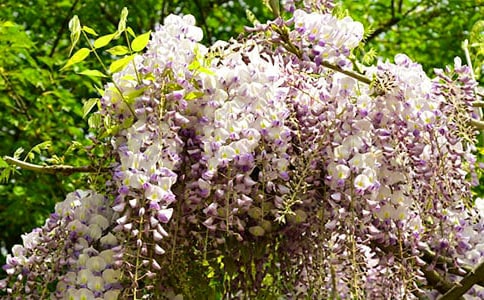 ���������ٻ����꼶��������