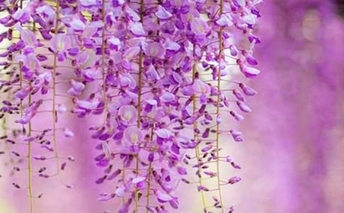 描写紫藤花的500字作文