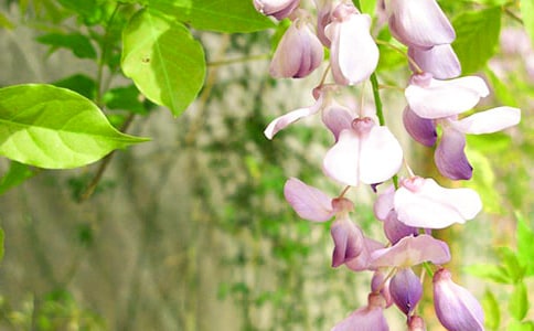 写紫藤花的作文600字