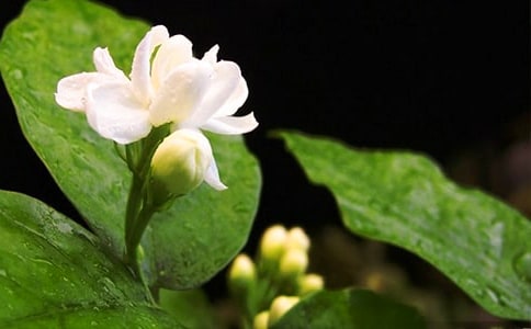 茉莉花作文集锦15篇