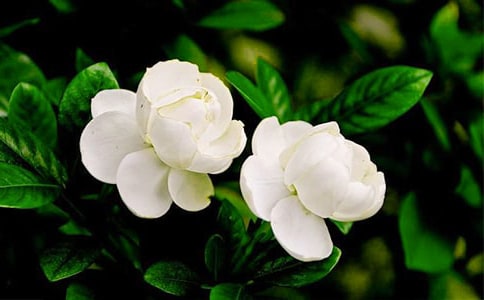 《茉莉花》教学反思