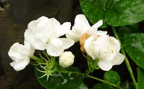 ������衶���򻨡���ѧ��ƣ�ͨ��6ƪ��