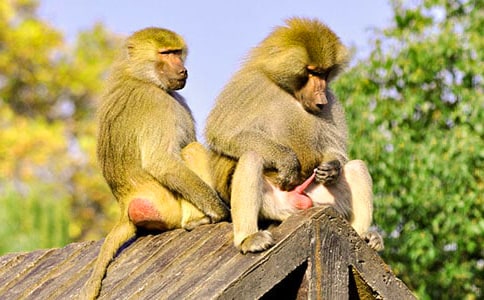 悼狒狒六年级作文