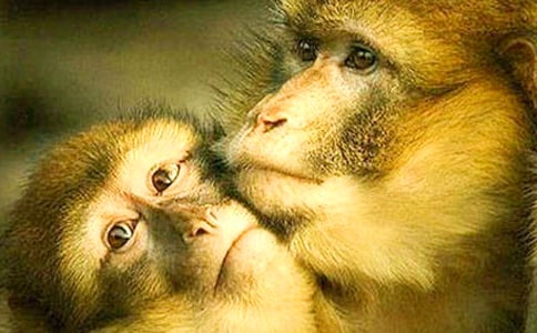 鳄鱼和狒狒寓言故事