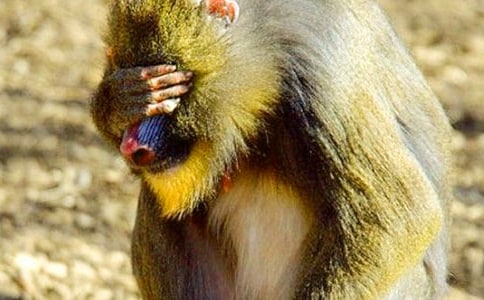 悼狒狒600字作文