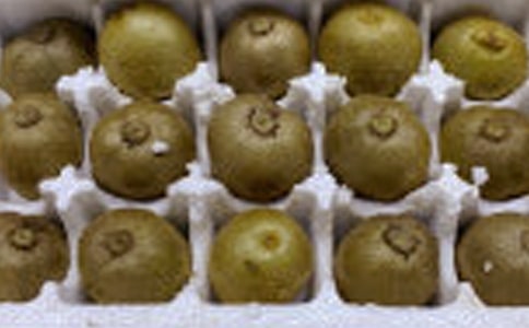 家乡的猕猴桃作文350字