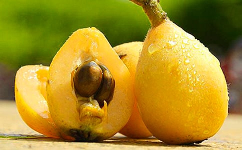 我家的.枇杷作文300字