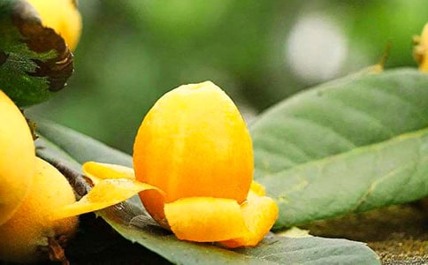 描写枇杷树的作文集合6篇