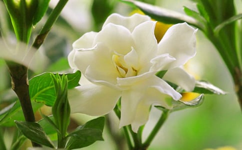 �������ӻ�������������