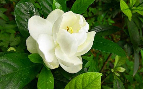 又见栀子花开作文范文