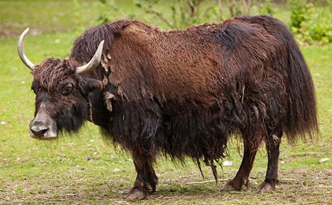 放牦牛的小卓玛教学反思