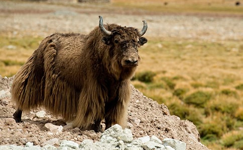 白牦牛的传说典故