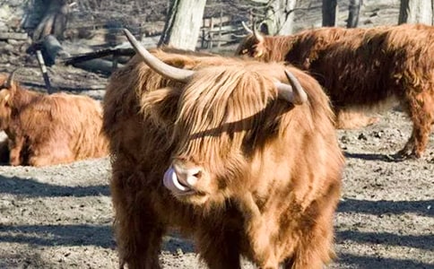 描写牦牛的作文600字