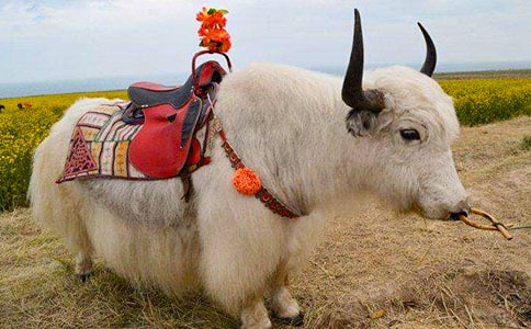 ��ţ������ͬ����