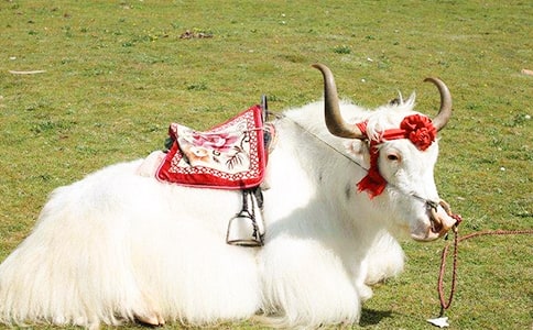 读《战斗吧!小牦牛》有感一年级作文