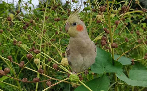 美丽的鹦鹉作文(精选9篇)