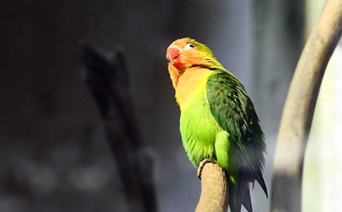 美丽的鹦鹉作文(精选20篇)