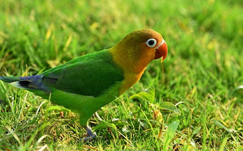 ��������������(9ƪ)