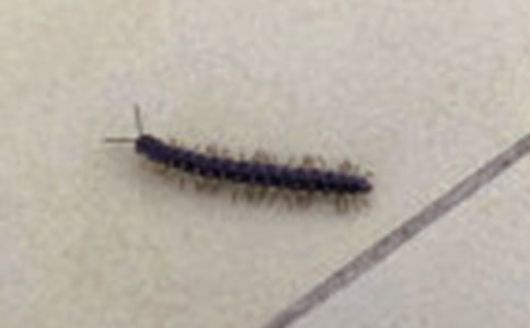 刻薄的蜈蚣寓言故事