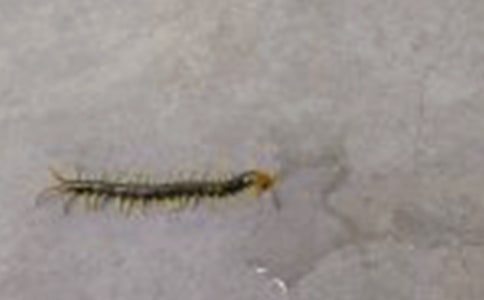 捉蜈蚣小学生作文