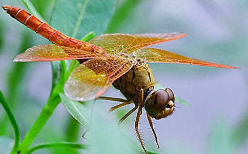 �ŷ����ѽ�ѧ���