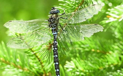 《放飞蜻蜓》教学设计第二课时