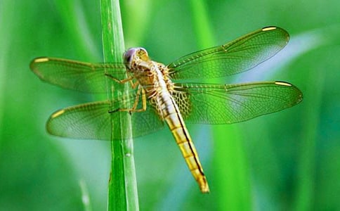 С���ѧ�������ӽ̰�