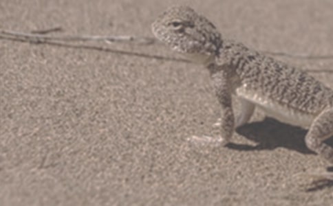 一只沙漠蜥蜴的生活_小学生作文
