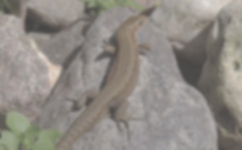 ͯ��:С���������β��