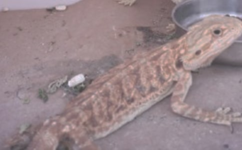 蜥蜴的繁衍之道美文