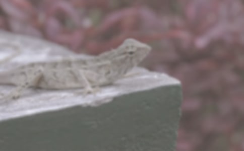 ������ѧ�ǵ�ͯ��