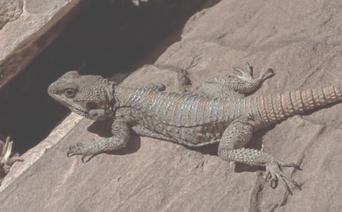 ��ʳ����������