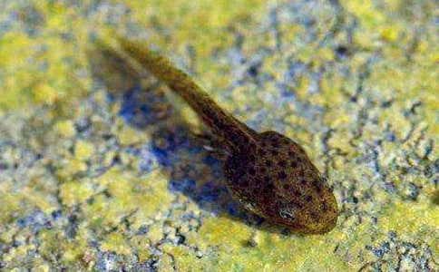 ��С��������衷���½�ѧ���