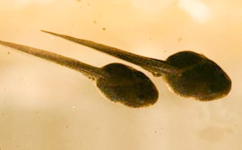 [��]��С��������衷��ѧ���15ƪ