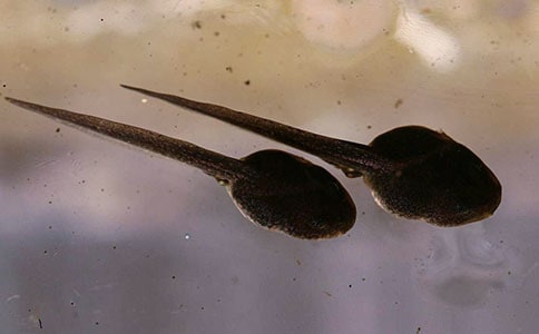 ��С��������衷��ѧ��˼����