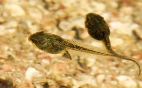 �а��ѧ��С��������衷��ѧ��˼����ѡ17ƪ��