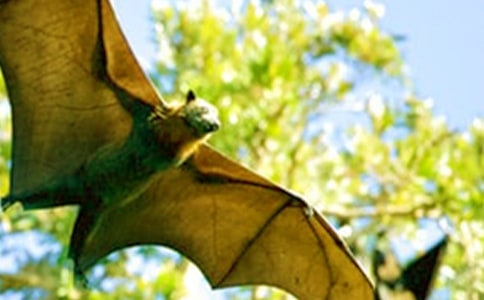 ������״��ѧ��˼