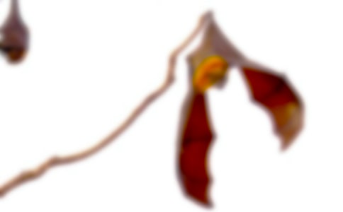 ��������״��ѧ��˼