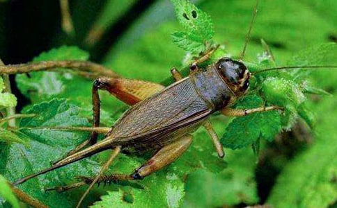 《蟋蟀的住宅》教学反思