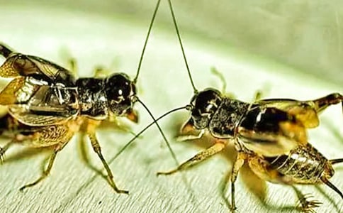 �����סլ����ѧ��ƣ�ͨ��5ƪ��