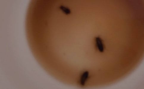 生命力顽强的蟑螂作文范文