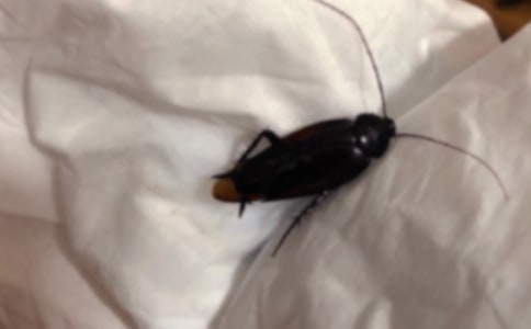 精选蟑螂作文400字8篇