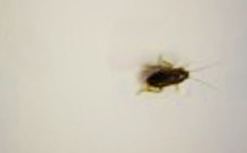 关于蟑螂作文600字(精选25篇)